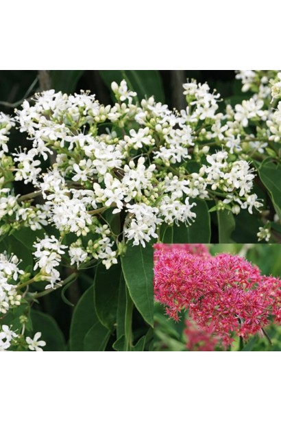 Гептакодіум